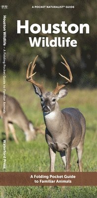 J M Kavanagh - Houston Wildlife, Övrigt