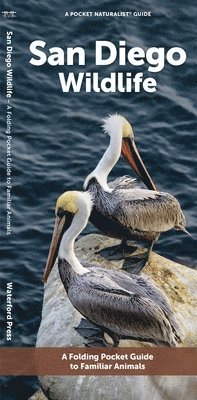 J M Kavanagh - San Diego Wildlife, Övrigt