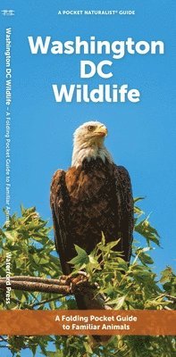 J M Kavanagh - Washington DC Wildlife, Övrigt