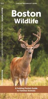 J M Kavanagh - Boston Wildlife, Övrigt. Tillgänglighet: Tillfälligt slut