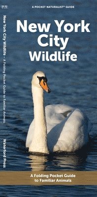 J M Kavanagh - New York City Wildlife, Övrigt