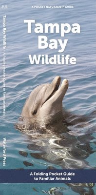 J M Kavanagh - Tampa Bay Wildlife, Övrigt