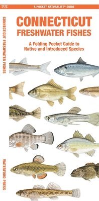 Matthew Morris - Connecticut Freshwater Fishes, Övrigt