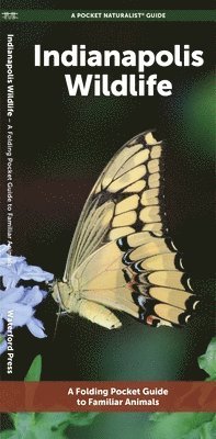 J M Kavanagh - Indianapolis Wildlife, Övrigt