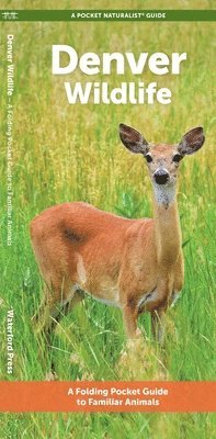 J M Kavanagh - Denver Wildlife, Övrigt