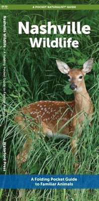 J M Kavanagh - Nashville Wildlife, Övrigt