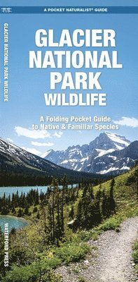 J M Kavanagh - Glacier National Park Wildlife, Övrigt