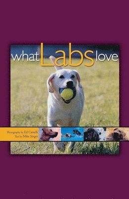 Ed Camelli - What Labs Love, Häftad. Tillgänglighet: Lägg i varukorg