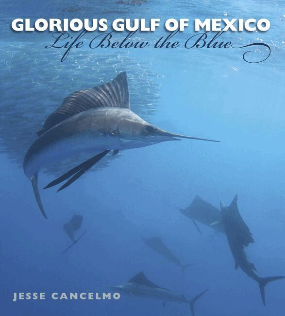 Jesse Cancelmo - Glorious Gulf of Mexico, Häftad. Tillgänglighet: Tillfälligt slut