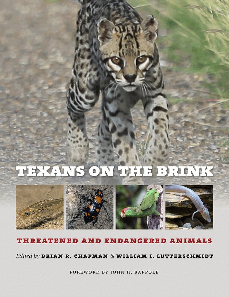 Brian R. Chapman, William I. Lutterschmidt, Brian R. Chapman, William I. Lutterschmidt, Brian R Chapman, William I Lutterschmidt - Texans on the Brink, Inbunden. Tillgänglighet: Tillfälligt slut