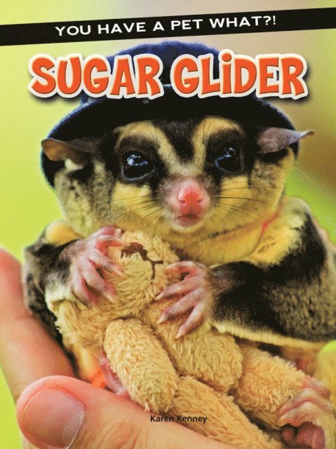Sugar Glider