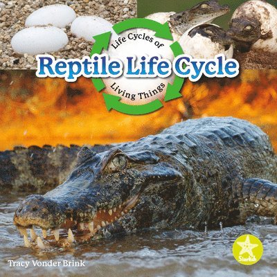 Tracy Vonder Brink - Reptile Life Cycle, Häftad