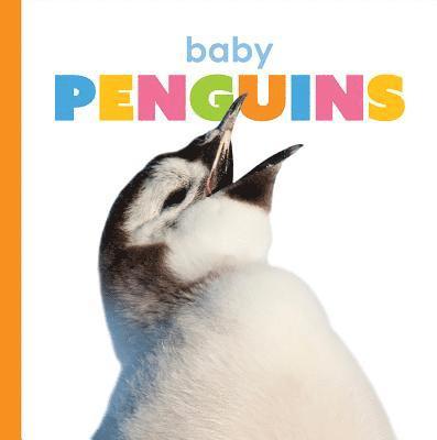 Kate Riggs - Baby Penguins, Inbunden