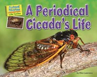 A Periodical Cicada's Life