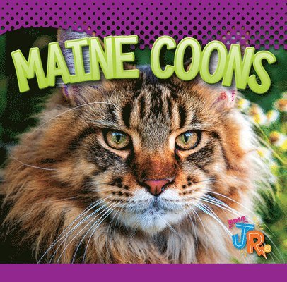 Marysa Storm - Maine Coons, Inbunden