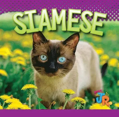 Marysa Storm - Siamese, Inbunden. Tillgänglighet: Lägg i varukorg