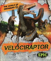 Velociraptor