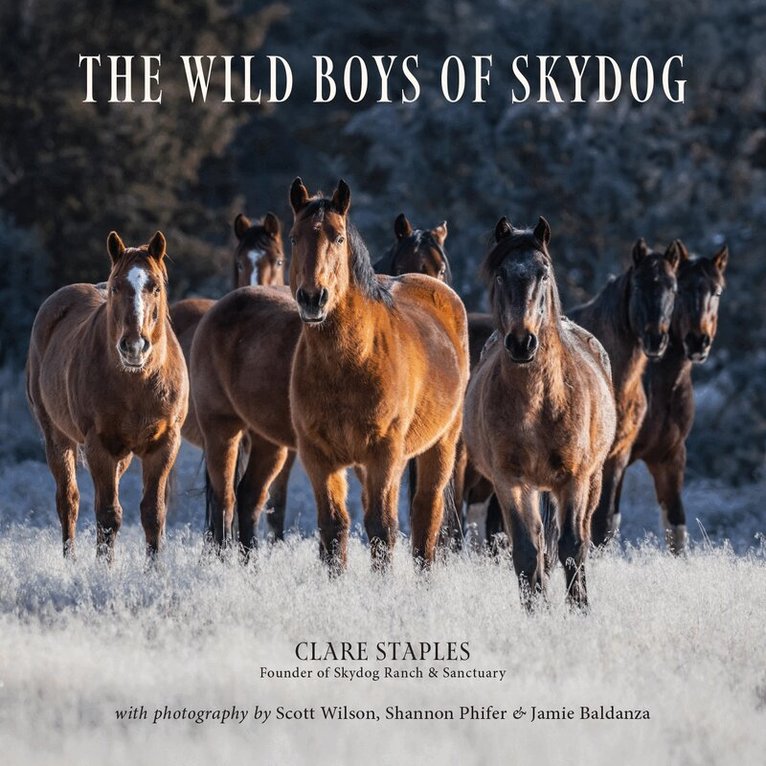 Clare Staples - Wild Boys of Skydog, Inbunden. Tillgänglighet: Lägg i varukorg