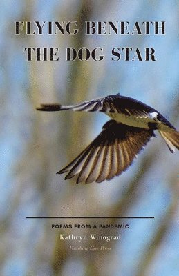 Kathryn Winograd - Flying Beneath the Dog Star, Häftad