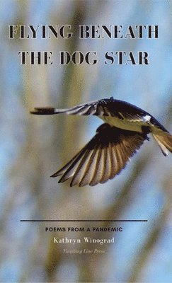 Kathryn Winograd - Flying Beneath the Dog Star, Inbunden