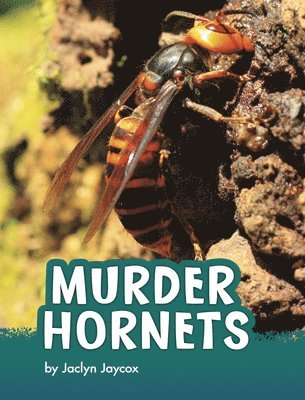 Jaclyn Jaycox - Murder Hornets, Inbunden