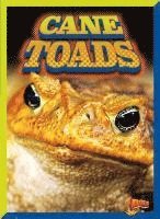 Barbara Ciletti - Cane Toads, Inbunden