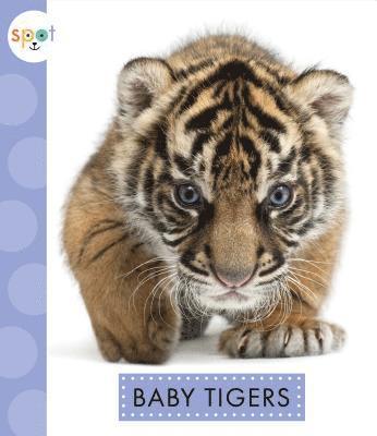 K. C. Kelley - Baby Tigers, Inbunden