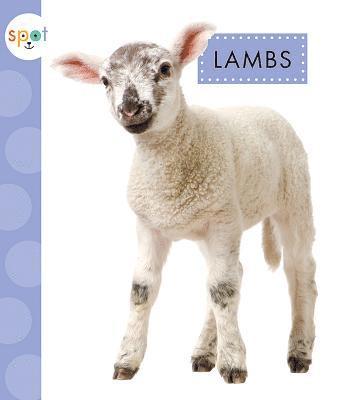 Anastasia Suen - Lambs, Inbunden