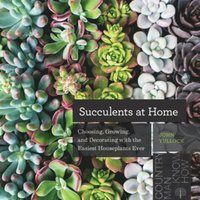 Succulents at Home