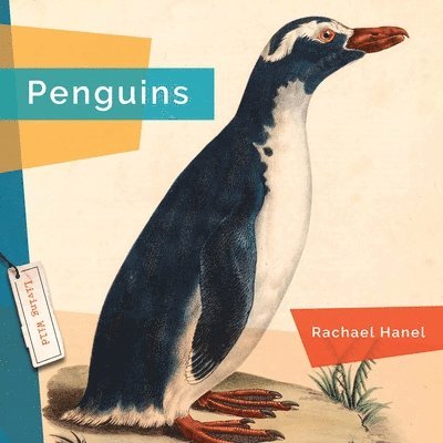 Rachael Hanel - Penguins, Häftad