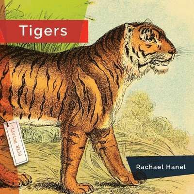 Rachael Hanel - Tigers, Häftad