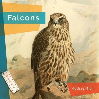 Melissa Gish - Falcons, Häftad