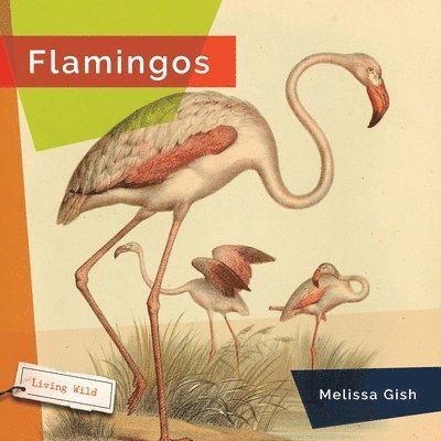 Melissa Gish - Flamingos, Häftad