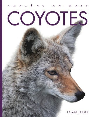 Mari Bolte - Coyotes, Häftad