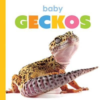 Baby Geckos