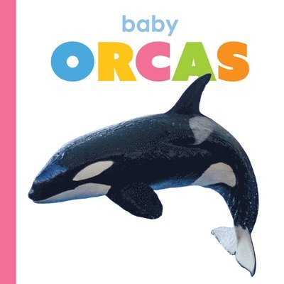 Baby Orcas