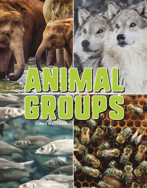 Animal Groups