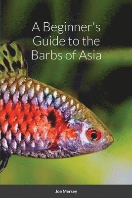Beginner's Guide to the Barbs of Asia