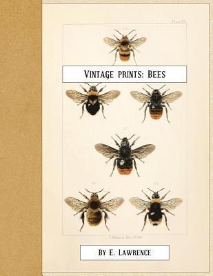 E. Lawrence - Vintage Prints: Bees, Häftad. Tillgänglighet: Lägg i varukorg