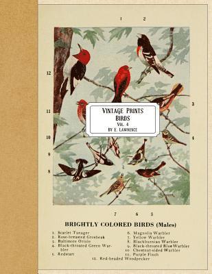 E. Lawrence - Vintage Prints: Birds: Vol. 4, Häftad. Tillgänglighet: Lägg i varukorg