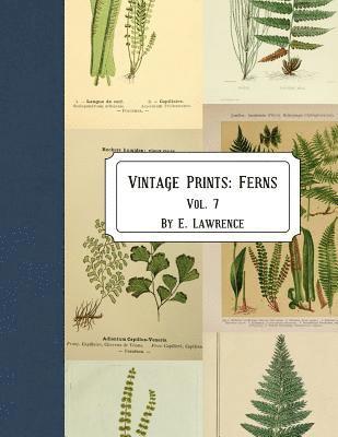 E. Lawrence - Vintage Prints: Ferns: Vol. 7, Häftad. Tillgänglighet: Lägg i varukorg