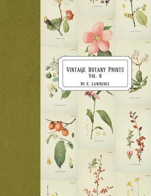 E. Lawrence - Vintage Botany Prints: Vol. 6, Häftad. Tillgänglighet: Lägg i varukorg