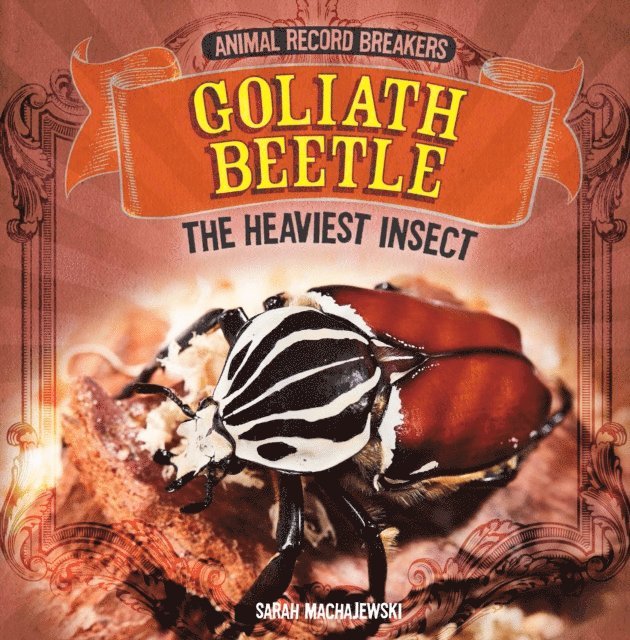 Goliath Beetle: The Heaviest Insect