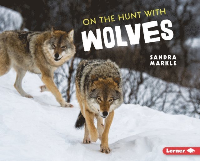 Sandra Markle - On the Hunt with Wolves, E-bok