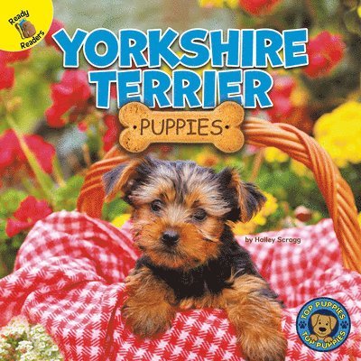 Hailey Scragg - Yorkshire Terrier Puppies, Häftad