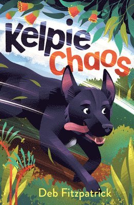 Kelpie Chaos