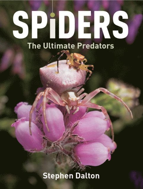 Stephen Dalton - Spiders, E-bok