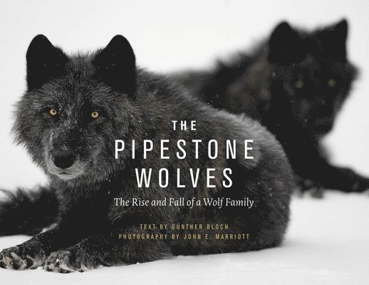 Günther Bloch - Pipestone Wolves, Häftad. Tillgänglighet: Lägg i varukorg