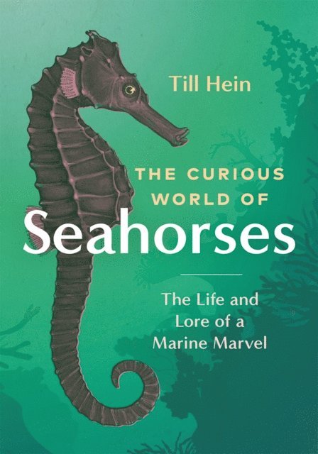 Till Hein - Curious World of Seahorses, E-bok