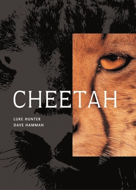 Luke Hunter - Cheetah, E-bok